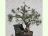Pinus mugo gnom 2016-1, Erstgestaltung