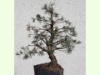 Pinus mugo gnom 2016-2, Erstgestaltung