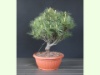 Pinus Hagromo 1