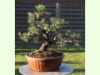 Pinus Mugo Wintergold 2-1