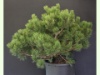 Pinus mugo Wintergold 3-1
