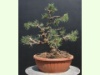 Pinus mugo Wintergold 3-22