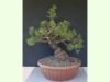 Pinus Mugo Wintergold-4