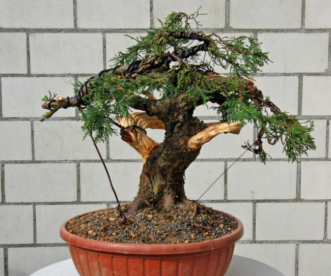 Juniperus neu gestaltet und umgetopft