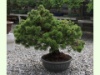 Pinus Mugo Prebonsai