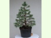Pinus Sylvestris 1