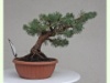 Pinus Sylvestris 2