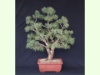 Pinus Sylvestris Saxatilis 2019. Aus dem Baumschultopf und erste Grundgestaltung