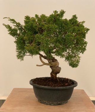Juniperus Chinensis, Prebonsai