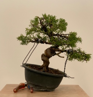 Juniperus Chinensis, erste Grundgestaltung