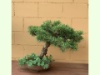 Pinus Sylvestris 5-23, Höhe ca. 35 cm, Stammdurchmesser ca. 6 cm. Fr. 300.--
