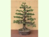 Pinus Sylvestris 2023-10