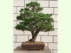 Pinus Sylvestris Saxatilis 2021. Zweite Gestaltung


