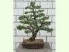 Pinus Sylvestris Saxatilis 2023. Gestaltung zum Bonsai.