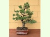 Pinus Sylvestris, Höhe ca 65 cm, Fr. 300.--