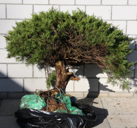 Juniperus, ca. 45 Jahre alt