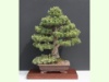 Pinus Sylvestris
