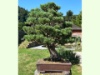 Pinus Sylvestris 2024